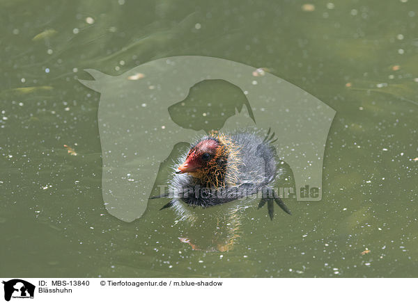 Blsshuhn / black coot / MBS-13840