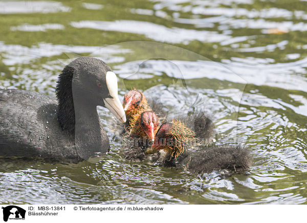 Blsshhner / black coots / MBS-13841