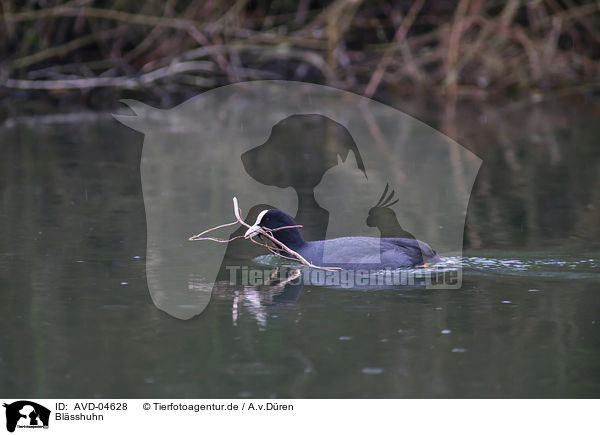 Blsshuhn / black coot / AVD-04628