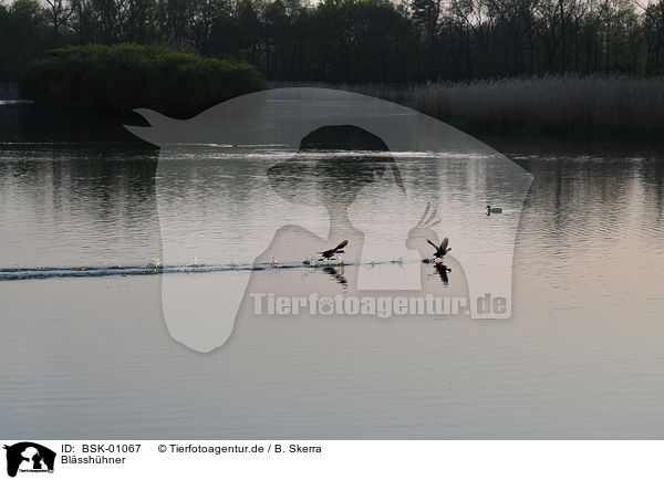 Blsshhner / Eurasian coots / BSK-01067