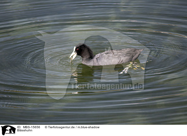 Blsshuhn / black coot / MBS-15656