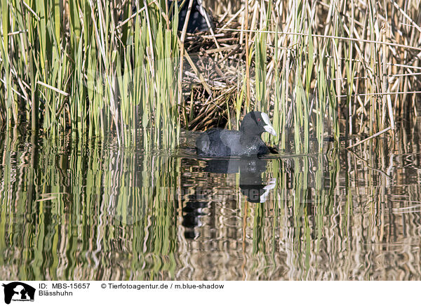Blsshuhn / black coot / MBS-15657