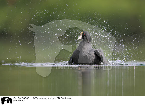 Blsshuhn / Eurasian black coot / DV-03506