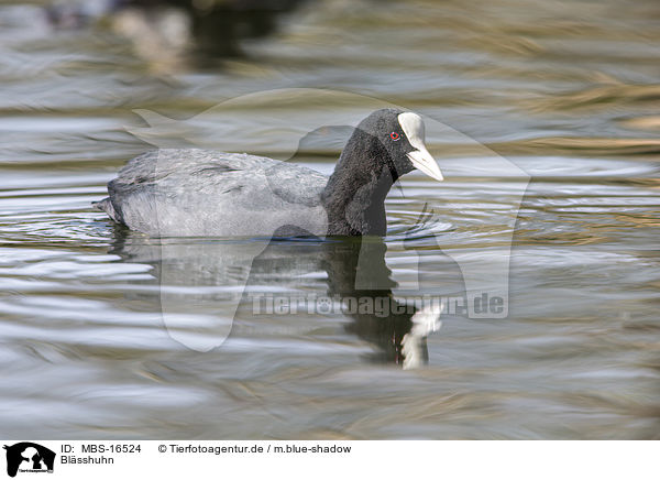 Blsshuhn / Eurasian black coot / MBS-16524