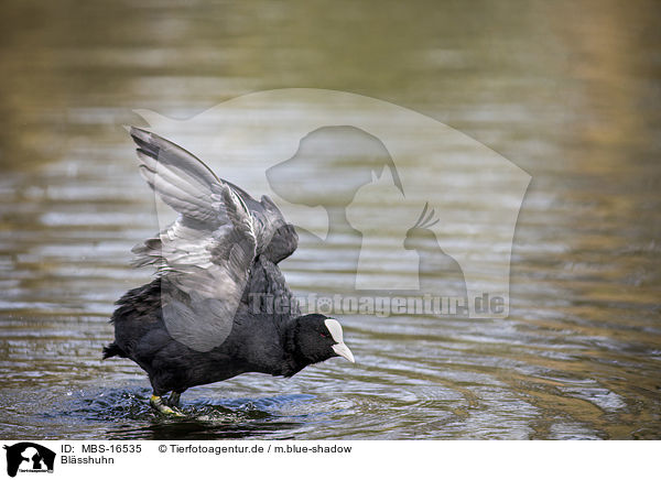 Blsshuhn / Eurasian black coot / MBS-16535
