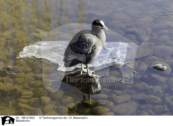 Blsshuhn / black coot / HB-01862