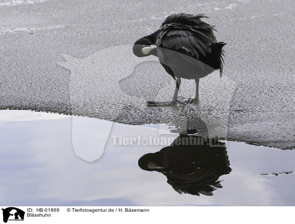 Blsshuhn / black coot / HB-01869