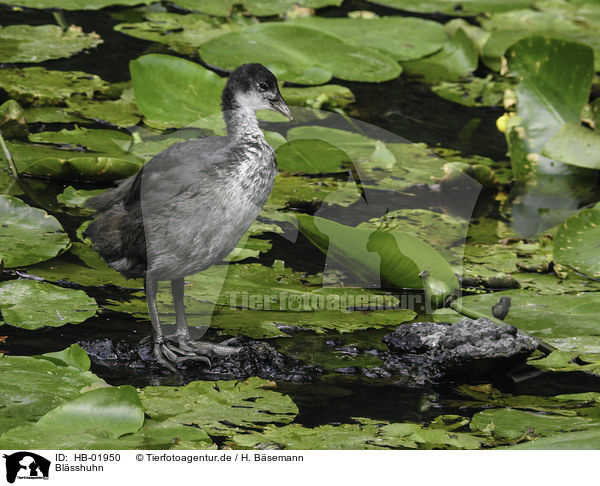 Blsshuhn / black coot / HB-01950