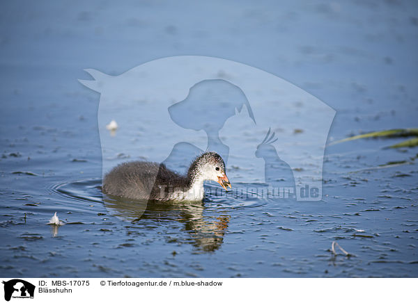 Blsshuhn / Eurasian black coot / MBS-17075