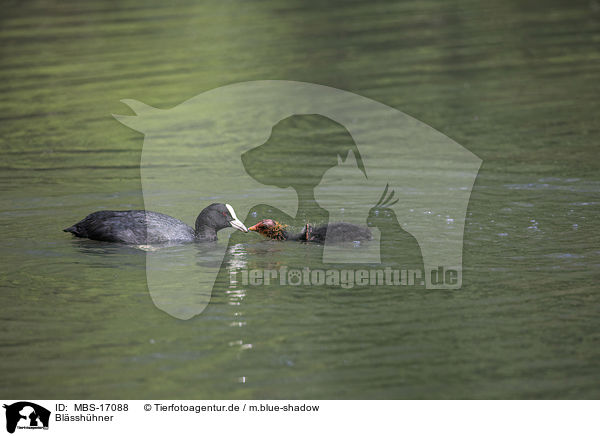 Blsshhner / Eurasian black coots / MBS-17088