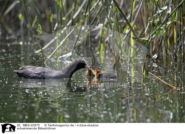 schwimmende Blsshhner / swimming Eurasian black coots / MBS-20975