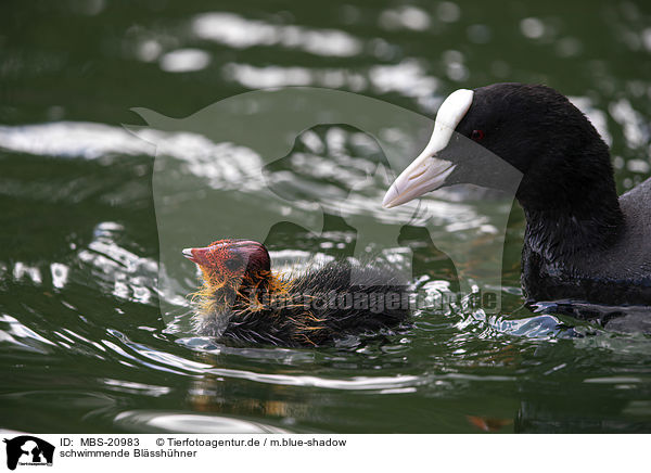 schwimmende Blsshhner / swimming Eurasian black coots / MBS-20983