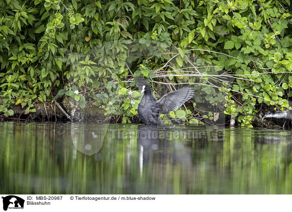 Blsshuhn / Eurasian black coot / MBS-20987