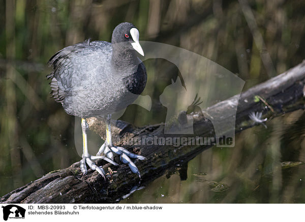 stehendes Blsshuhn / standing Eurasian black coot / MBS-20993