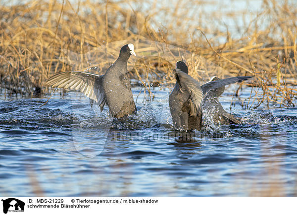 schwimmende Blsshhner / swimming Eurasian black coots / MBS-21229