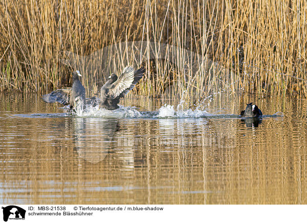 schwimmende Blsshhner / swimming  Black Coots / MBS-21538