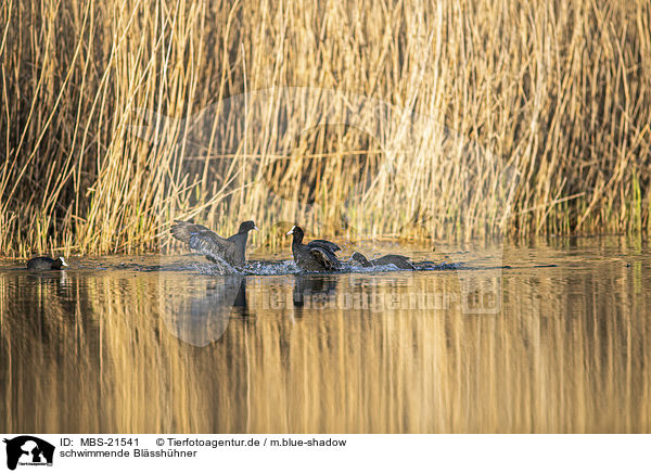 schwimmende Blsshhner / swimming  Black Coots / MBS-21541