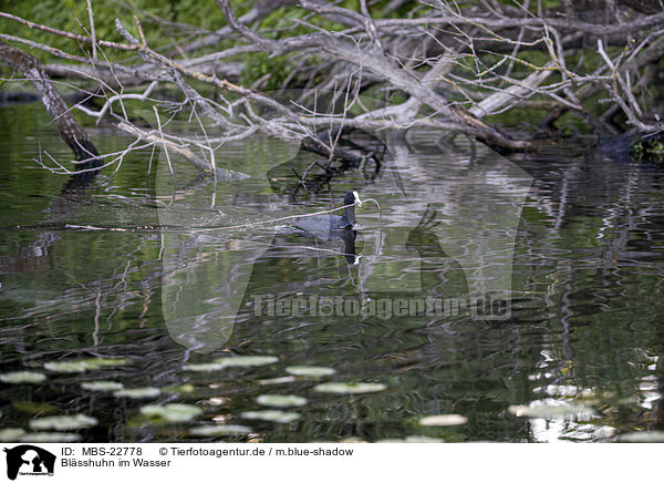 Blsshuhn im Wasser / Black Coot in the water / MBS-22778