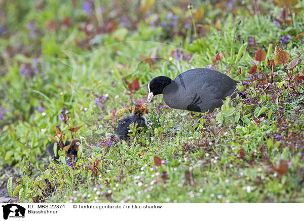 Blsshhner / Black Coots / MBS-22874