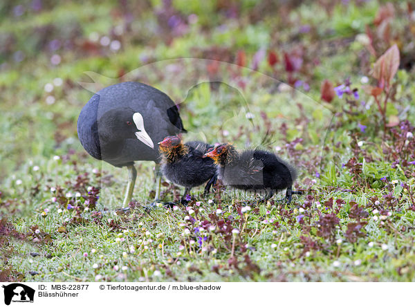 Blsshhner / Black Coots / MBS-22877