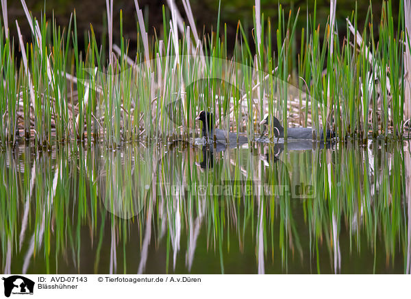 Blsshhner / black coots / AVD-07143