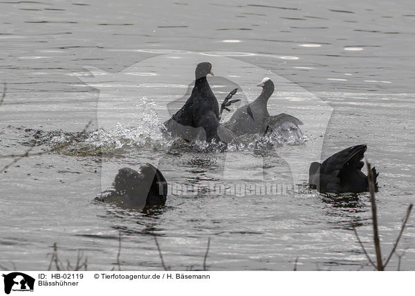 Blsshhner / Eurasian black coots / HB-02119