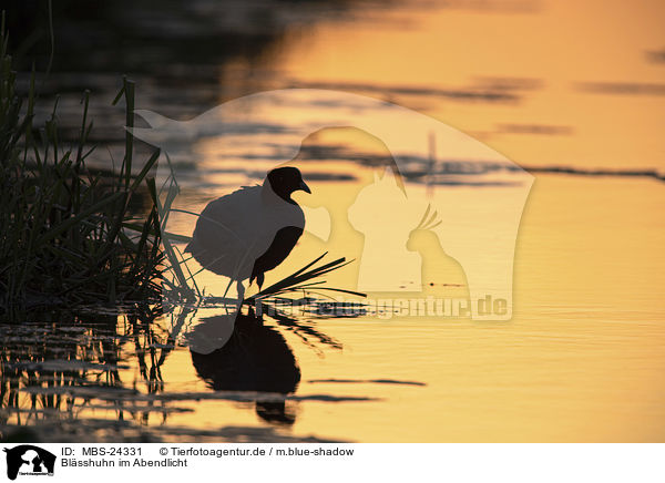 Blsshuhn im Abendlicht / black coot in the evening light / MBS-24331