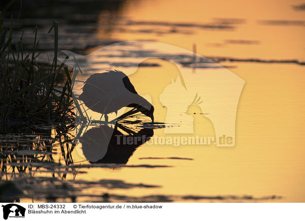 Blsshuhn im Abendlicht / black coot in the evening light / MBS-24332