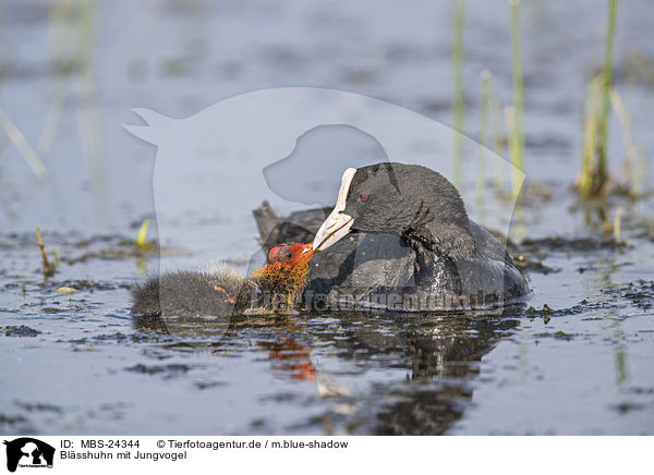 Blsshuhn mit Jungvogel / MBS-24344