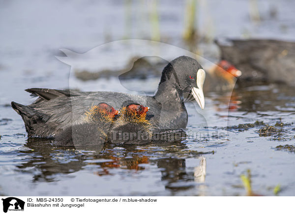 Blsshuhn mit Jungvogel / black coot with young bird / MBS-24350