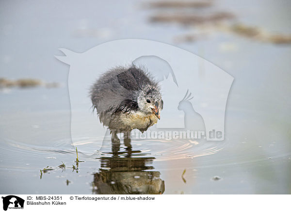 Blsshuhn Kken / black coot chick / MBS-24351