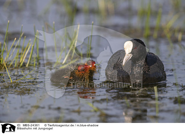 Blsshuhn mit Jungvogel / MBS-24361