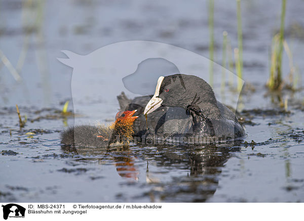 Blsshuhn mit Jungvogel / MBS-24371