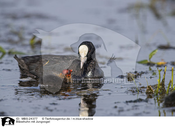 Blsshuhn mit Jungvogel / black coot with young bird / MBS-24377