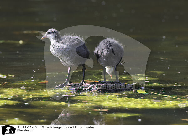 Blsshuhn / black coot / FF-11952