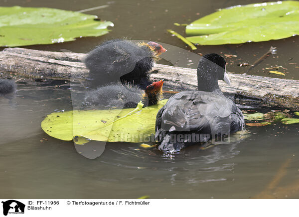 Blsshuhn / black coot / FF-11956