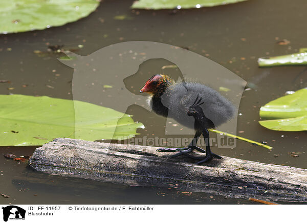 Blsshuhn / black coot / FF-11957