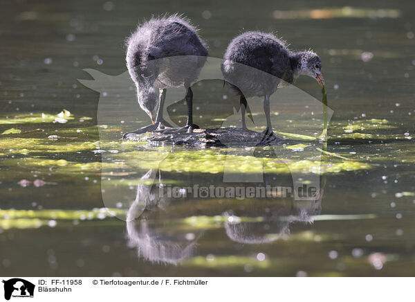 Blsshuhn / black coot / FF-11958