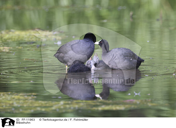 Blsshuhn / black coot / FF-11963