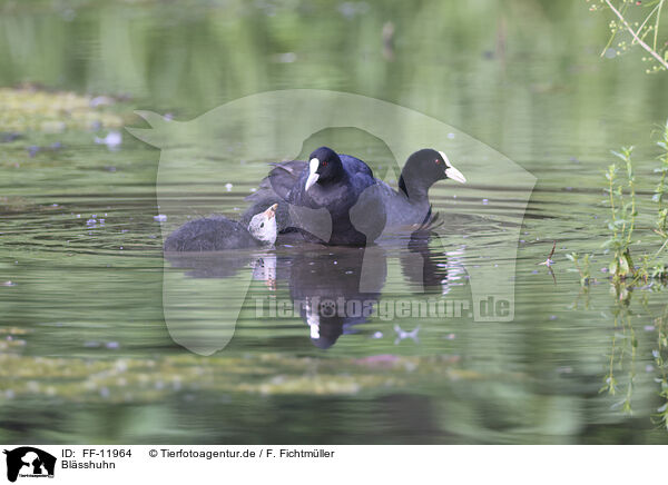 Blsshuhn / black coot / FF-11964