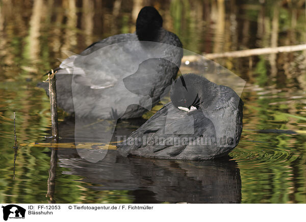 Blsshuhn / black coot / FF-12053
