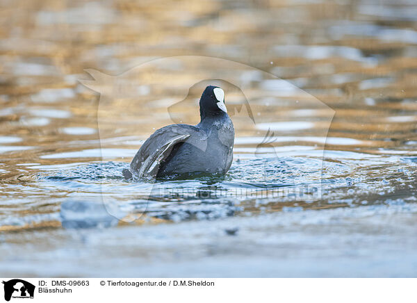 Blsshuhn / black coot / DMS-09663