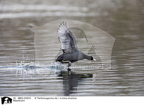 Blsshuhn / black coot / MBS-25642