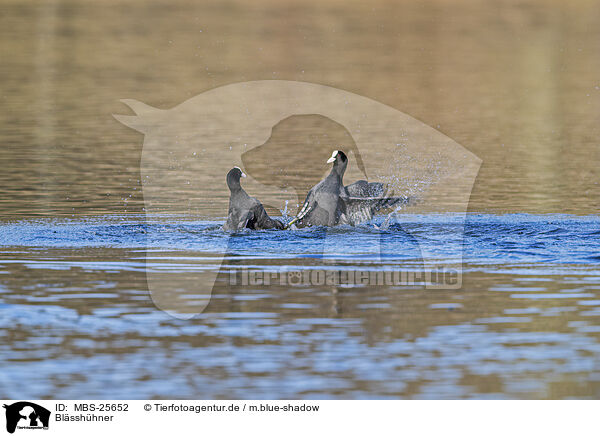 Blsshhner / black coots / MBS-25652