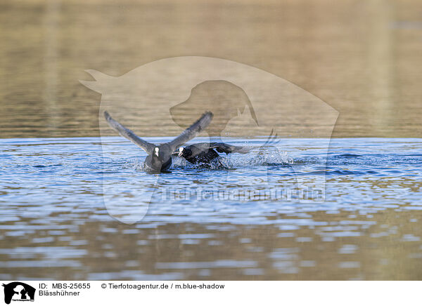 Blsshhner / black coots / MBS-25655