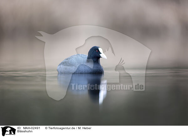 Blsshuhn / black coot / MAH-02491