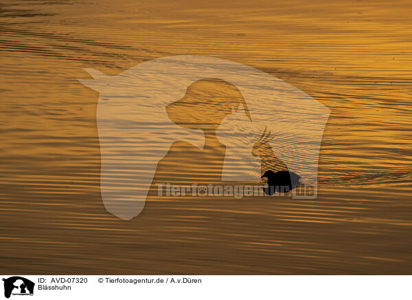 Blsshuhn / black coot / AVD-07320