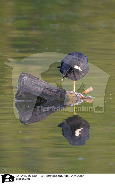 Blsshuhn / black coot / AVD-07420
