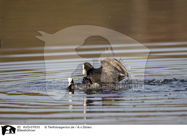 Blsshhner / black coots / AVD-07633