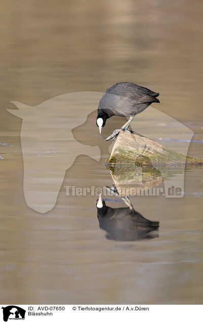 Blsshuhn / black coot / AVD-07650